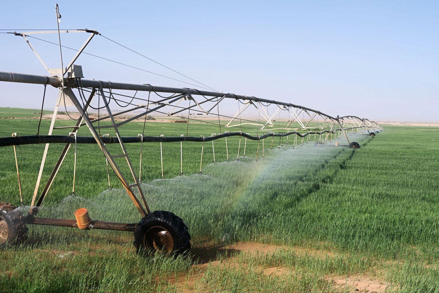 A sprinkler irrigation system watering crops in the desert conditions of Tabuk, Saudi Arabia