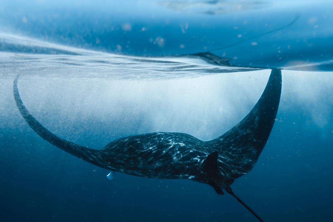 A manta ray gliding through a scattered school of small blue fish in bright open water