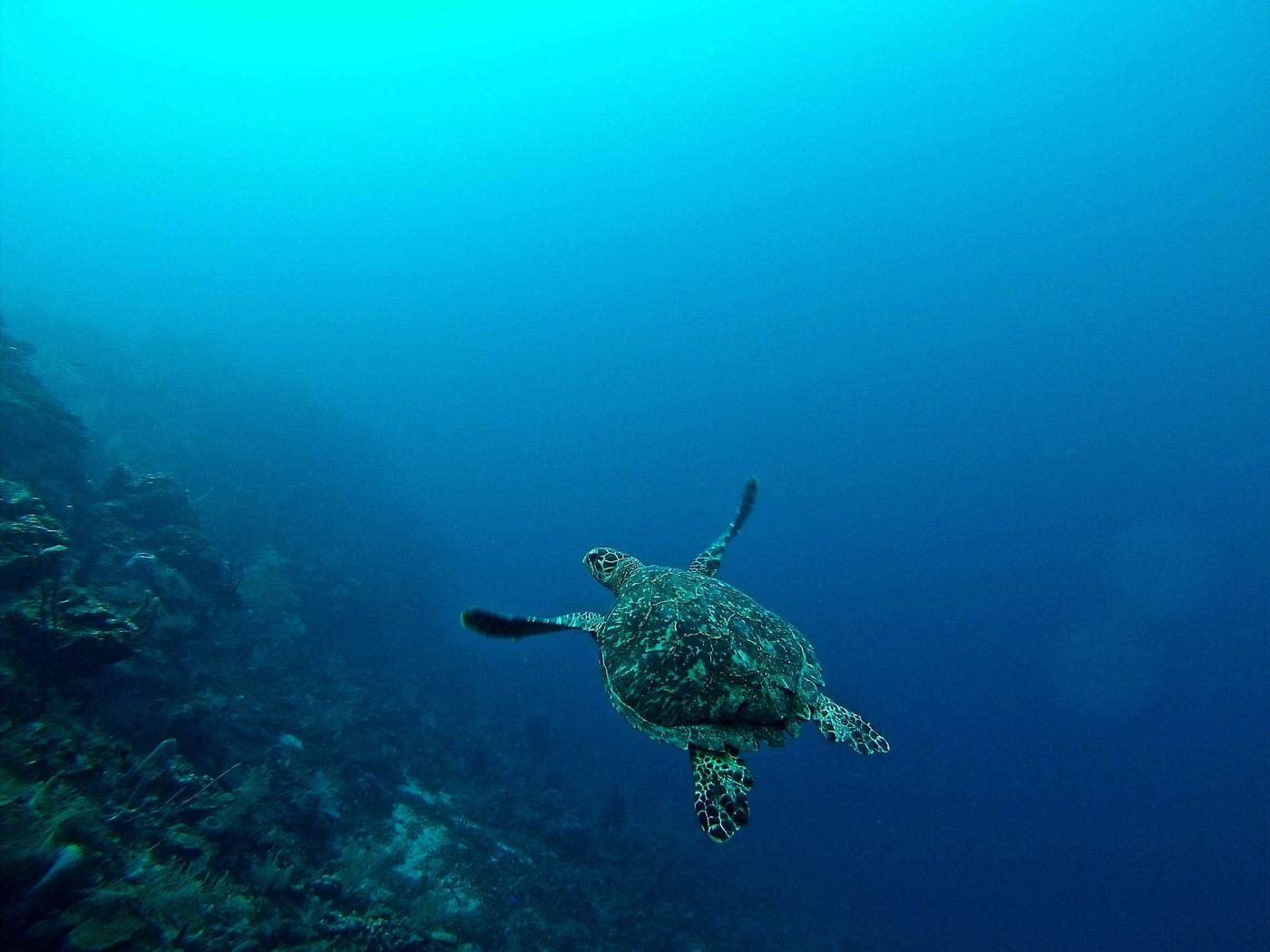 A green turtle swimming over a reef slope in clear water