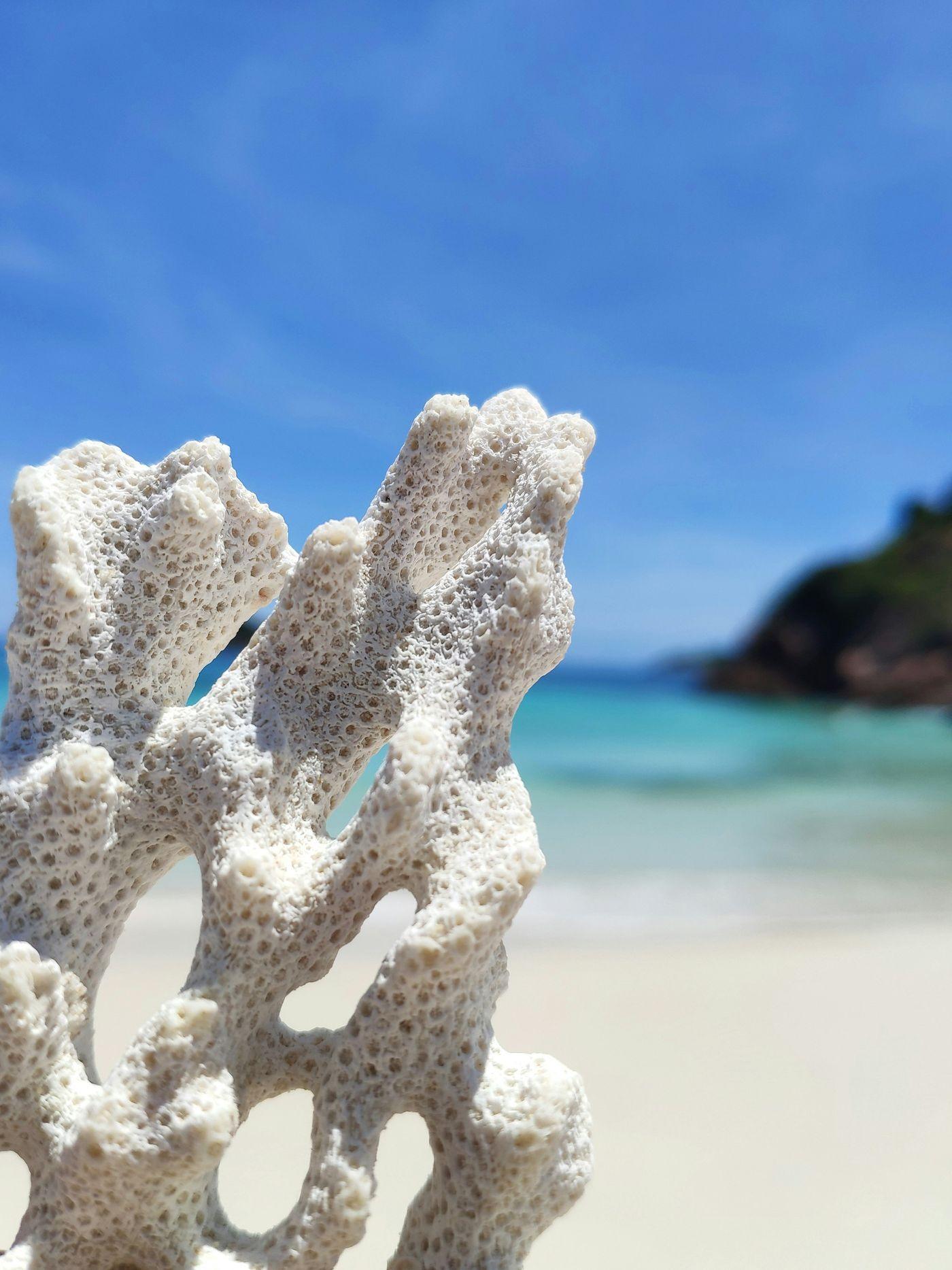 A piece of bone-white bleached coral held up against a blue sky and turquoise sea